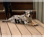 Small Photo #6 Australian Shepherd Puppy For Sale in PARADISE, CA, USA