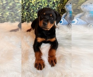 Rottweiler Dog for Adoption in INDIANAPOLIS, Indiana USA