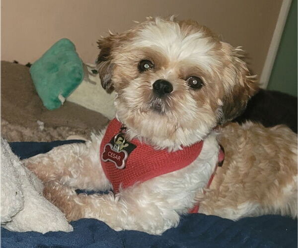 Medium Photo #1 Shih Tzu Puppy For Sale in St. Louis Park, MN, USA