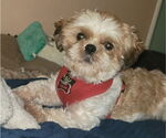 Small Shih Tzu