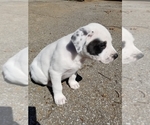 Puppy 3 American Pit Bull Terrier-Great Pyrenees Mix