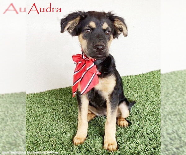 Medium Photo #1 Shepweiller Puppy For Sale in San Diego, CA, USA