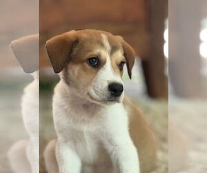 Australian Shepherd-Great Pyrenees Mix Dogs for adoption in Crystal , MN, USA