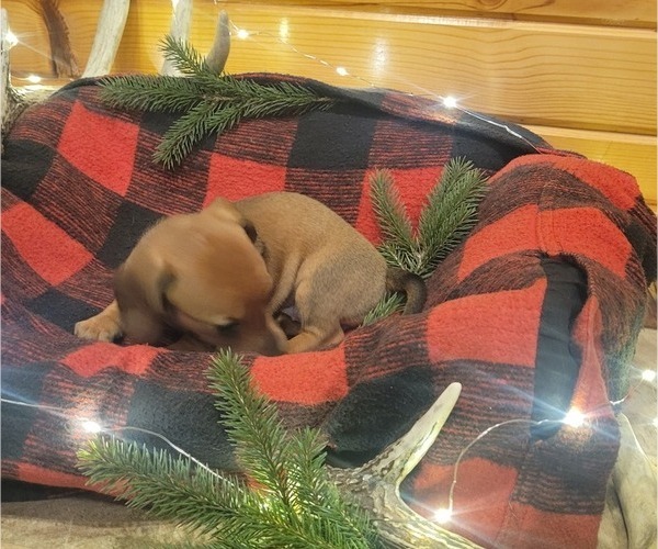 Medium Photo #4 Dachshund Puppy For Sale in WITHEE, WI, USA