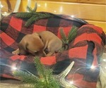 Small Photo #4 Dachshund Puppy For Sale in WITHEE, WI, USA