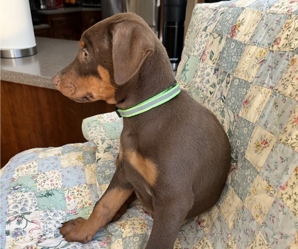 Medium Photo #5 Doberman Pinscher Puppy For Sale in BRISTOL, CT, USA