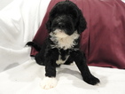 Puppy 9 Portuguese Water Dog