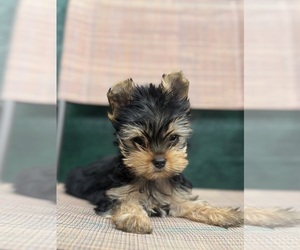 Yorkshire Terrier Puppy for Sale in CORAL SPRINGS, Florida USA