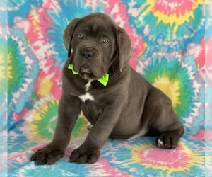 Cane Corso Puppy for sale in LANCASTER, PA, USA