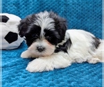 Small #3 Havanese