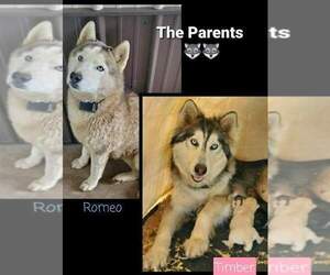 Father of the Siberian Husky puppies born on 06/03/2024