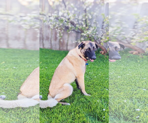 Medium Photo #8 Shepradors Puppy For Sale in Milpitas, CA, USA
