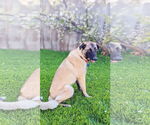 Small #7 Shepradors