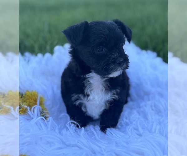 Medium Photo #6 Morkie Puppy For Sale in ROCK STREAM, NY, USA