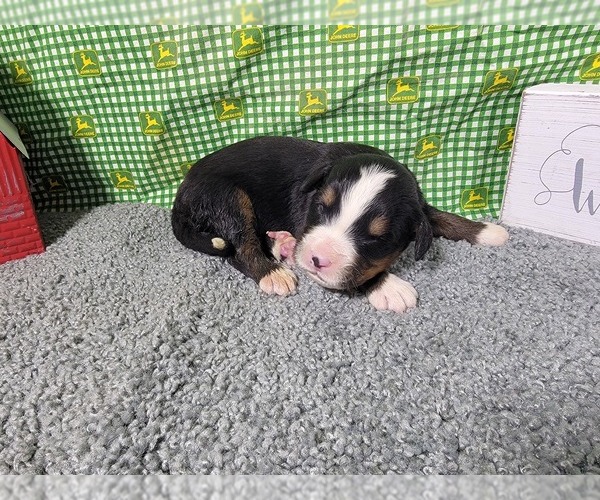 Medium Photo #23 Bernese Mountain Dog Puppy For Sale in BLACK FOREST, CO, USA