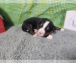 Small Photo #23 Bernese Mountain Dog Puppy For Sale in BLACK FOREST, CO, USA