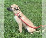 Small #3 Mutt