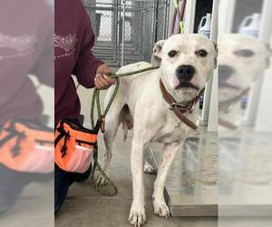 Mutt Dogs for adoption in Bakersfield, CA, USA