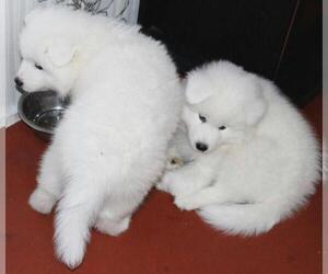 Samoyed Puppy for sale in HAPPY CAMP, CA, USA
