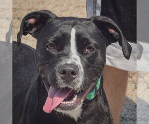 American Bulldog-American Staffordshire Terrier Mix Dogs for adoption in Huntley, IL, USA