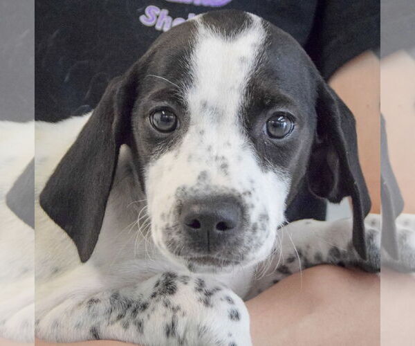 Medium Photo #6 Beagle-Brittany Mix Puppy For Sale in Huntley, IL, USA