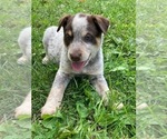 Small Photo #6 Australian Cattle Dog Puppy For Sale in DOWNING, WI, USA