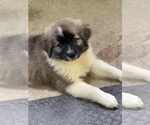 Small #1 Australian Shepherd-Great Pyrenees Mix