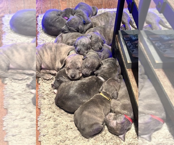 Medium Photo #1 Cane Corso Puppy For Sale in FRANKLIN PARK, IL, USA