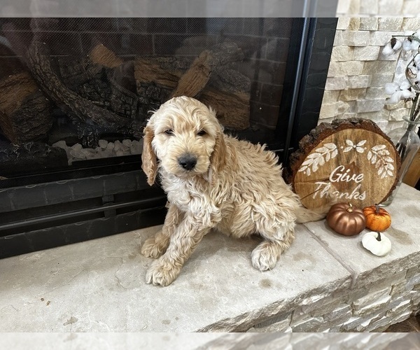 Medium Photo #20 Goldendoodle Puppy For Sale in MONTROSE, CO, USA