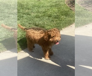 Goldendoodle (Miniature) Puppy for sale in CHICAGO, IL, USA