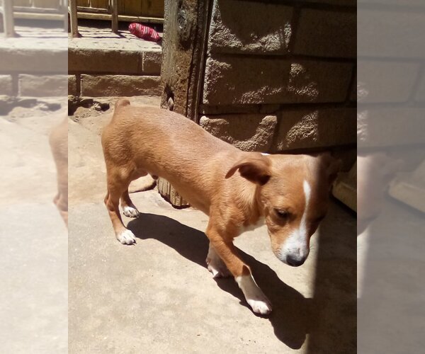 Medium Photo #3 Chihuahua-Spaniel Mix Puppy For Sale in Apple Valley, CA, USA
