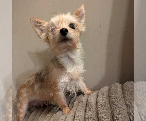 Medium Photo #1 Mutt Puppy For Sale in Vail, AZ, USA