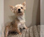 Small Mutt