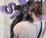 Small #3 Mutt