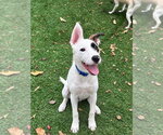 Small Photo #3 Jack Russell Terrier-Unknown Mix Puppy For Sale in Ball Ground, GA, USA