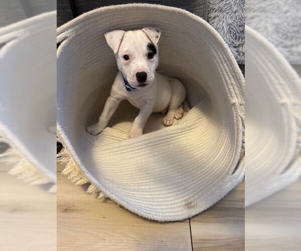 Medium Photo #5 American Staffordshire Terrier-Staffordshire Bull Terrier Mix Puppy For Sale in Brewster, NY, USA