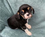 Puppy 1 Cavalier King Charles Spaniel-French Bulldog Mix