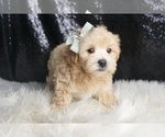 Small #3 Maltipoo