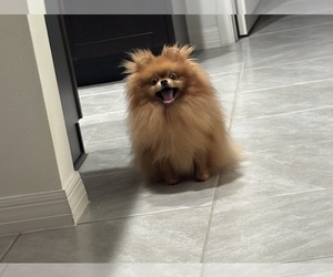 Mother of the Pomeranian puppies born on 05/10/2025