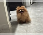 Small Photo #1 Pomeranian Puppy For Sale in ROCKLEDGE, FL, USA