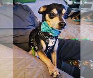 Carlo - Male Chipin Dog for Adoption - Photo #4