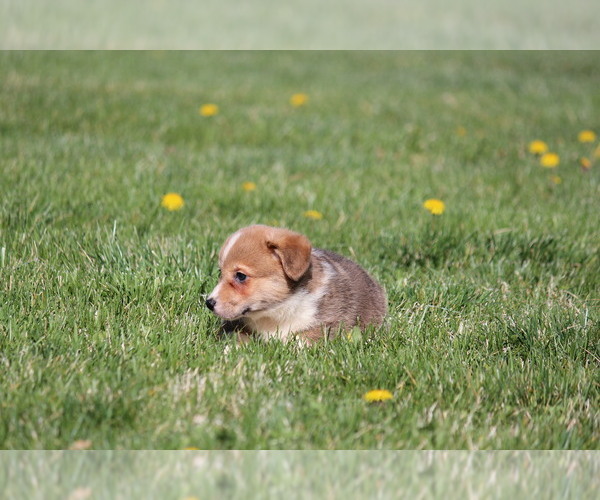 Medium Photo #4 Pembroke Welsh Corgi Puppy For Sale in FORT MADISON, IA, USA