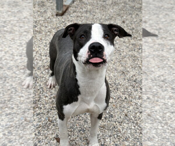 Medium Photo #4 Mutt Puppy For Sale in Jefferson, WI, USA