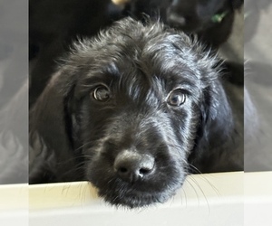 Labradoodle Puppy for sale in QUEEN CREEK, AZ, USA