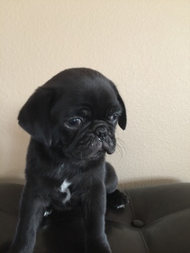 Medium Photo #1 Pug Puppy For Sale in MOORHEAD, MN, USA