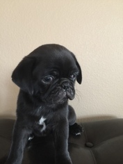 Pug Puppy for sale in MOORHEAD, MN, USA