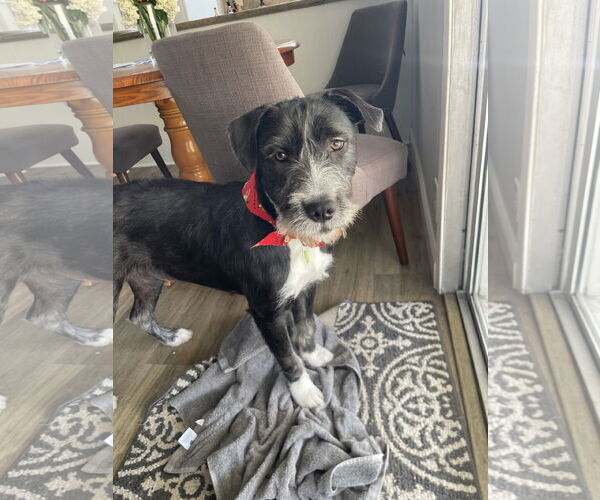 Medium Photo #1 Mutt Puppy For Sale in Menifee, CA, USA