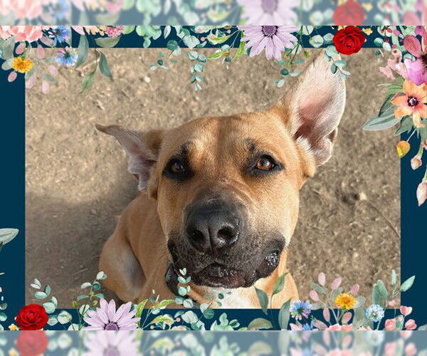 Medium Photo #4 American Pit Bull Terrier-Unknown Mix Puppy For Sale in Ojai, CA, USA