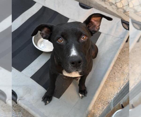Medium Photo #2 Mutt Puppy For Sale in San Diego, CA, USA