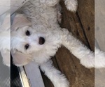 Small #1 Chinese Crested